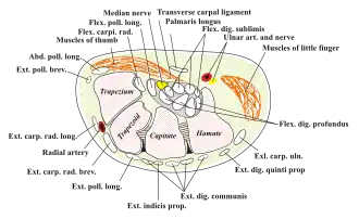 Transverse section across the wrist and digits