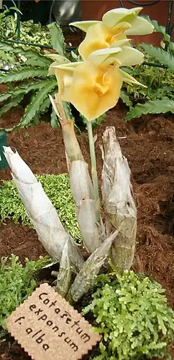 'Alba' form