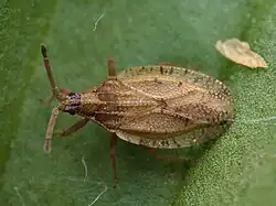 catoplatus fabricii