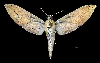 Female ventral