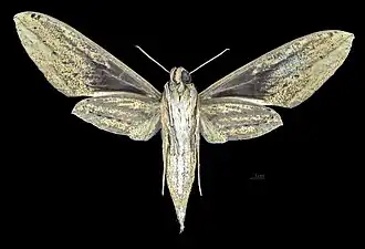 Female ventral wing