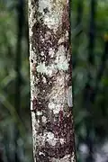 Trunk