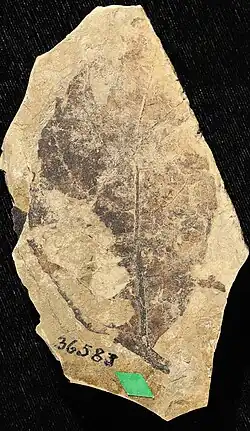 cetner