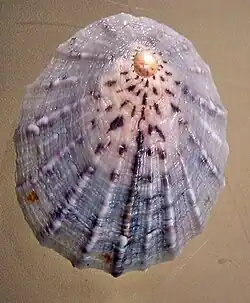 Apical view