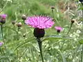 Centaurea jacea.