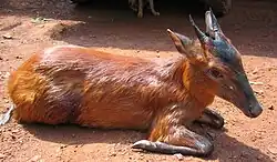 Black and brown bovid