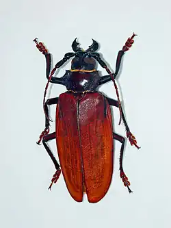 Titanus giganteus at the Montréal Insectarium