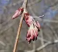 Male flowers