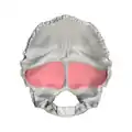 Cerebellar fossa (shown in red)