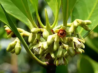 Flower detail