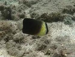 Brownburnie Chaetodon (Rhombochaetodon) blackburnii