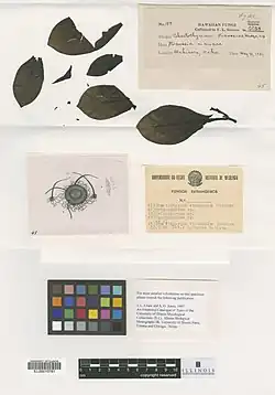 "Chaetothyrium straussiae" on "Straussia mariniana"