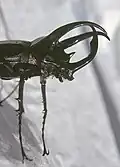 Male, showing broadened cephalic horn