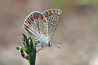 male, Bulgaria
