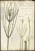 Comparison with Nitella