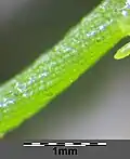 Corticated stem with tylacanth spines