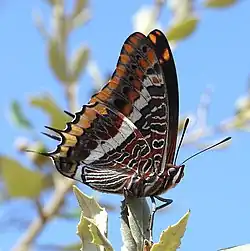 Adult
