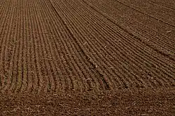 Charlottetown soil