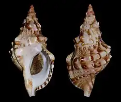 Charonia lampas