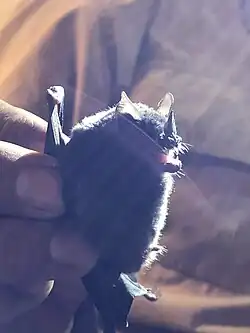 Brown bat