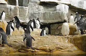 Shedd Aquarium