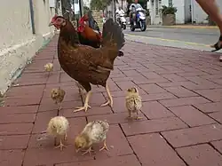 One of the many free roaming chicken families that can be seen in Key West