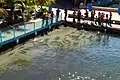 Children looking at fish at La Guancha