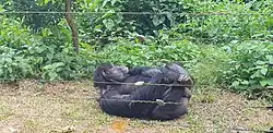 Image 11Chimpanzee at Mefou primate sanctuary (from Tourism in Cameroon)