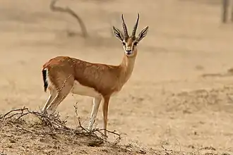 Brown and white bovid