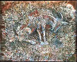 "Chivo" (Goat)