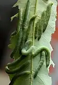 Larva