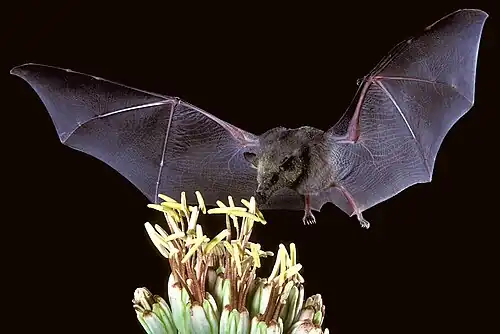 Black bat