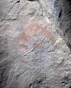 Fossil of C. sp from the Fezouata biota