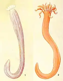 Synaptula recta