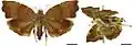 Mounted adult