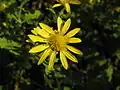 Chrysanthemum indicum
