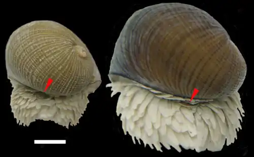 Back side of two snails. The operculum is visible among numerous scales.