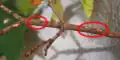Magicicada egg slits (circled in red) (June 6, 2004)