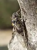 Cicada orni, side view