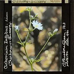 Chichorium intybus