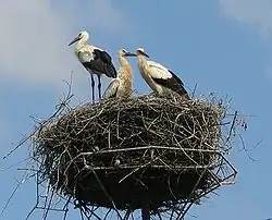 Three long-legged, long-billed black and white birds stand on a huge pile of sticks atop an artificial platform on a pole.