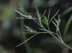 Cicuta bulbifera