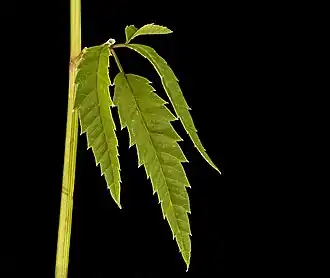 Leaves of Cicuta maculata