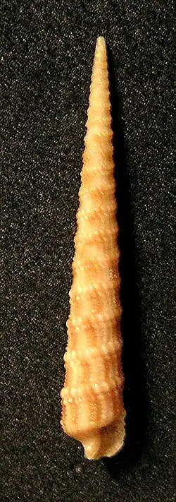 Terebra salisburyi