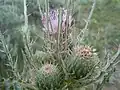 Cirsium Brevistylum