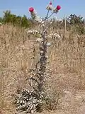C.&nbsp;occidentale var. candidissimum