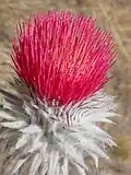 C.&nbsp;occidentale var. candidissimum flower