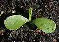 Seedling