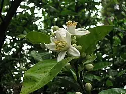 Blossoms.