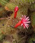 forma cristata
